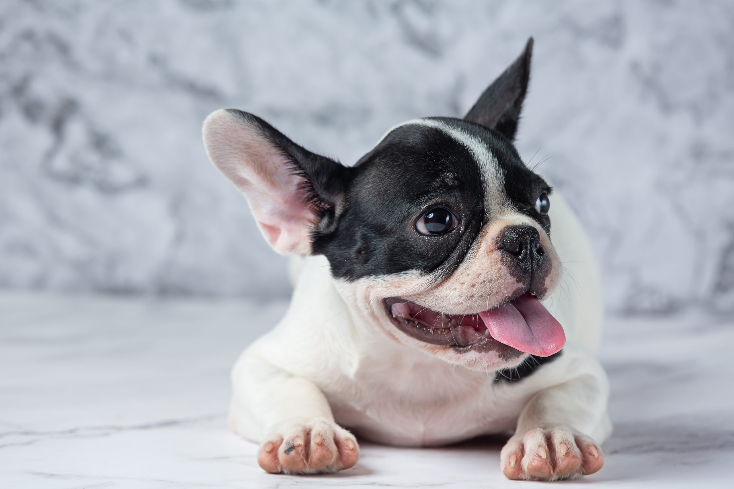 French Bulldog Dog Breeds White Polka Dot Black On Marble Background.