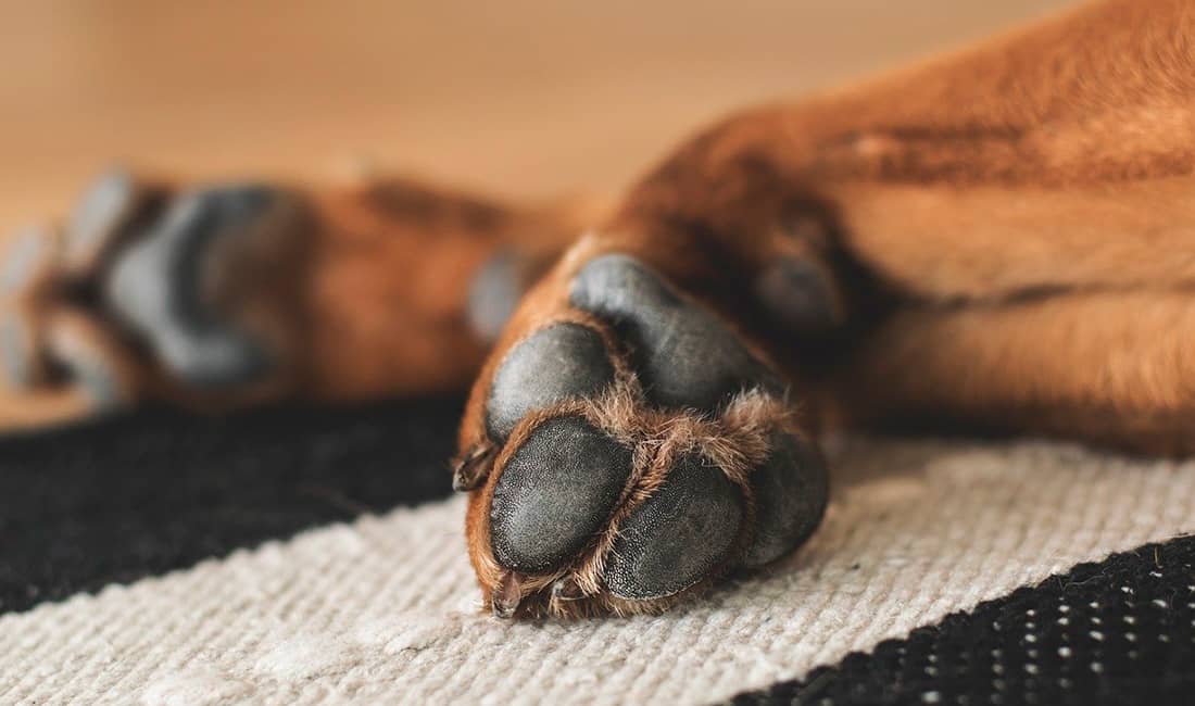 APRENDE-CON-PELUNOS-EXPERTOS-EN-MASCOTAS-CALI-PATAS-MASCOTAS