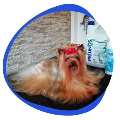 linea pet grooming pelunos